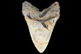 Fossil Megalodon Tooth - North Carolina #79894-2